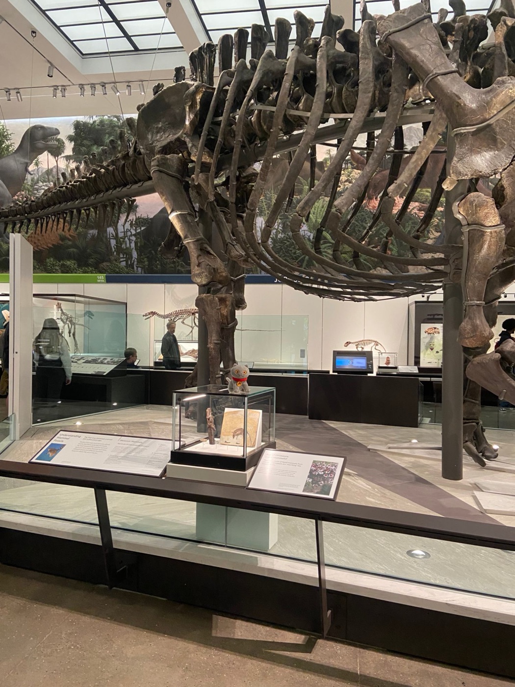 The Judy Cat plush sitting on a display case beneath the brontosaurus skeleton at the Yale Peabody Museum